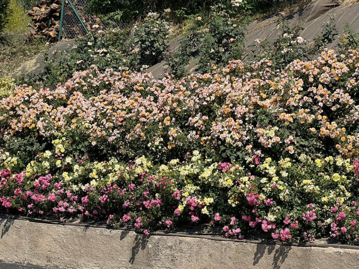 Au Parfum Des Roses Apartment Gunstett Exterior foto