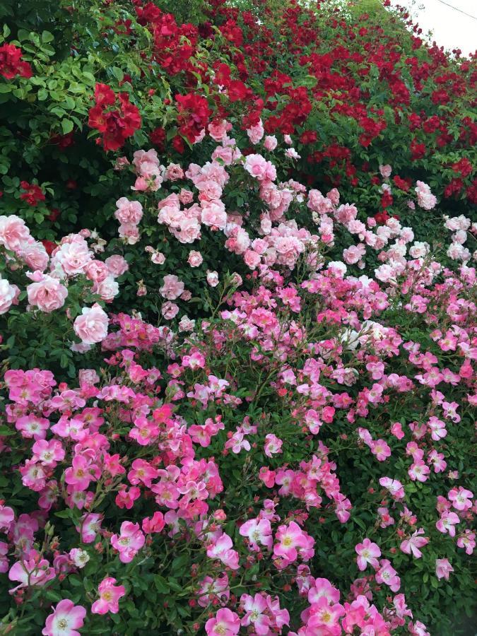 Au Parfum Des Roses Apartment Gunstett Exterior foto
